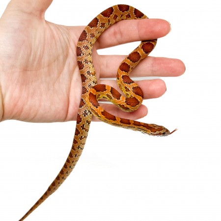 Pantherophis guttatus - Serpent des blés