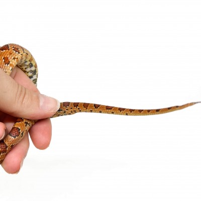 Pantherophis guttatus - Serpent des blés