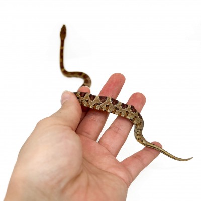 Pantherophis guttatus - Serpent des blés