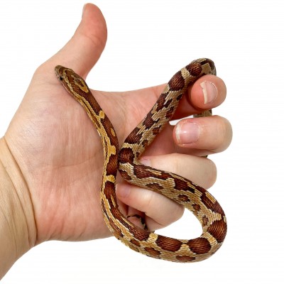 Pantherophis guttatus - Serpent des blés