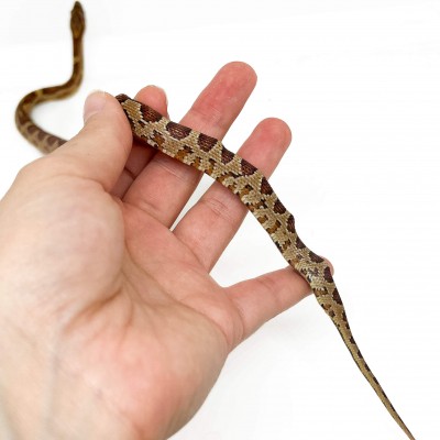 Pantherophis guttatus - Serpent des blés