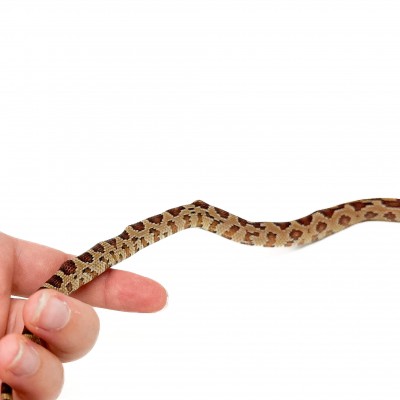 Pantherophis guttatus - Serpent des blés