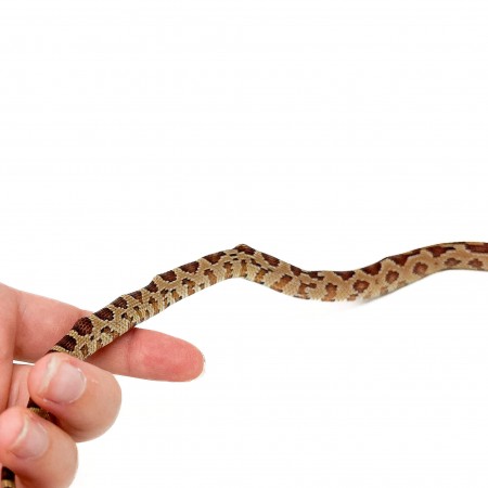 Pantherophis guttatus - Serpent des blés