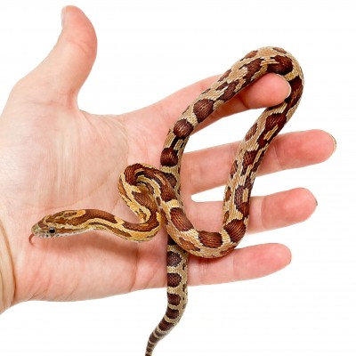 Pantherophis guttatus - Serpent des blés