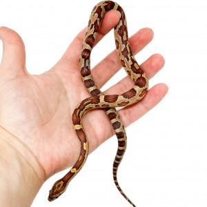 Pantherophis guttatus -...