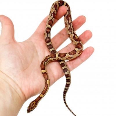 Pantherophis guttatus - Serpent des blés