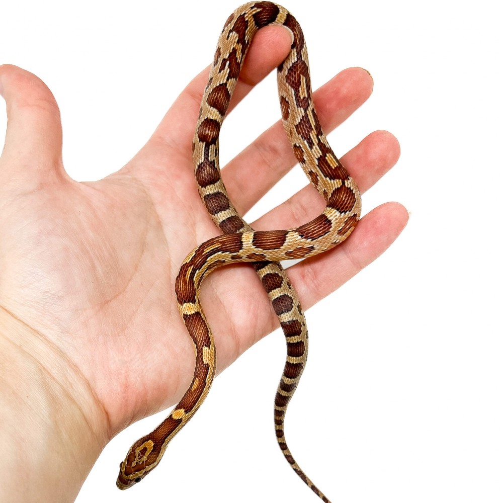 Pantherophis guttatus - Serpent des blés