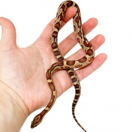 Pantherophis guttatus - Serpent des blés