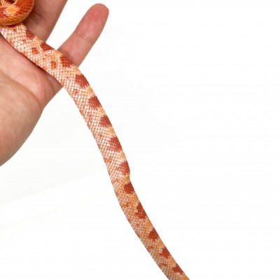 Pantherophis guttatus "Albinos" - Serpent des blés