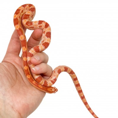 Pantherophis guttatus "Albinos" - Serpent des blés