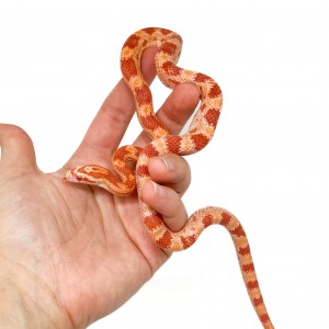 Pantherophis guttatus...