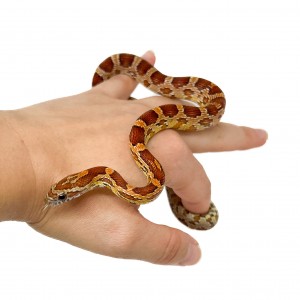 Pantherophis guttatus -...