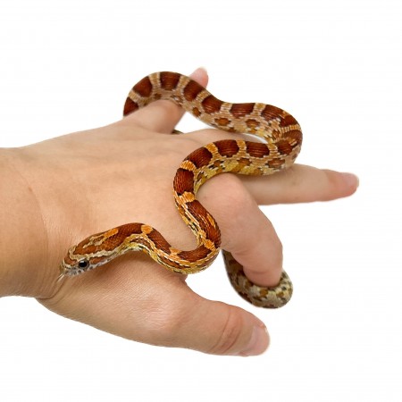 Pantherophis guttatus - Serpent des blés