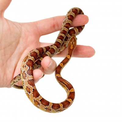 Pantherophis guttatus - Serpent des blés