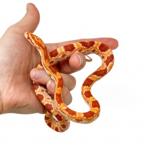 Pantherophis guttatus...
