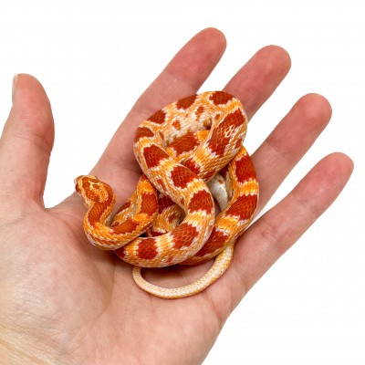 Pantherophis guttatus "Albinos" - Serpent des blés