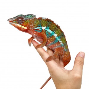 Furcifer pardalis...