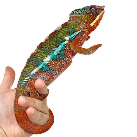 Furcifer pardalis "Ambilobe" - Caméléon panthère