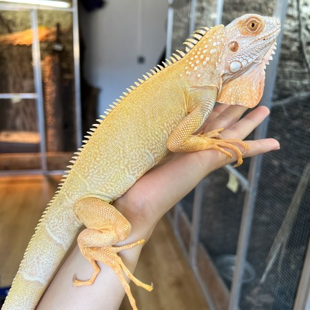 Iguana iguana - Mâle nommé Tigrou - Iguane vert