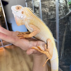 Iguana iguana - Mâle nommé...