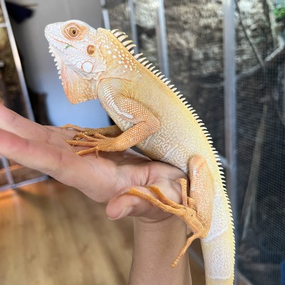 Iguana iguana - Mâle nommé Tigrou - Iguane vert