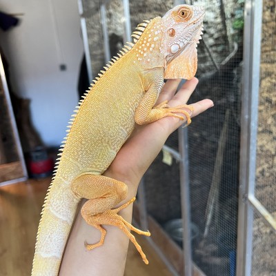 Iguana iguana - Mâle nommé Tigrou - Iguane vert