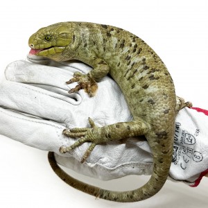 Corucia zebrata...