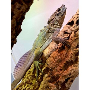 Hydrosaurus pustulatus -...