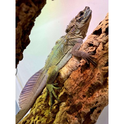 Hydrosaurus pustulatus - Agame voilier des Philippines