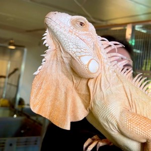 Iguana iguana - Mâle adulte...