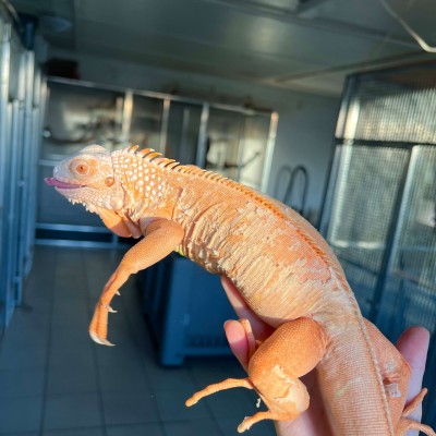 Iguana iguana - Femelle adulte nommé Lava - Iguane vert