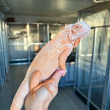 Iguana iguana - Femelle adulte nommé Lava - Iguane vert