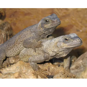 Sauromalus hispidus...