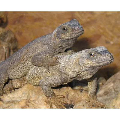 Sauromalus hispidus (COUPLE) - Chuckwalla épineux