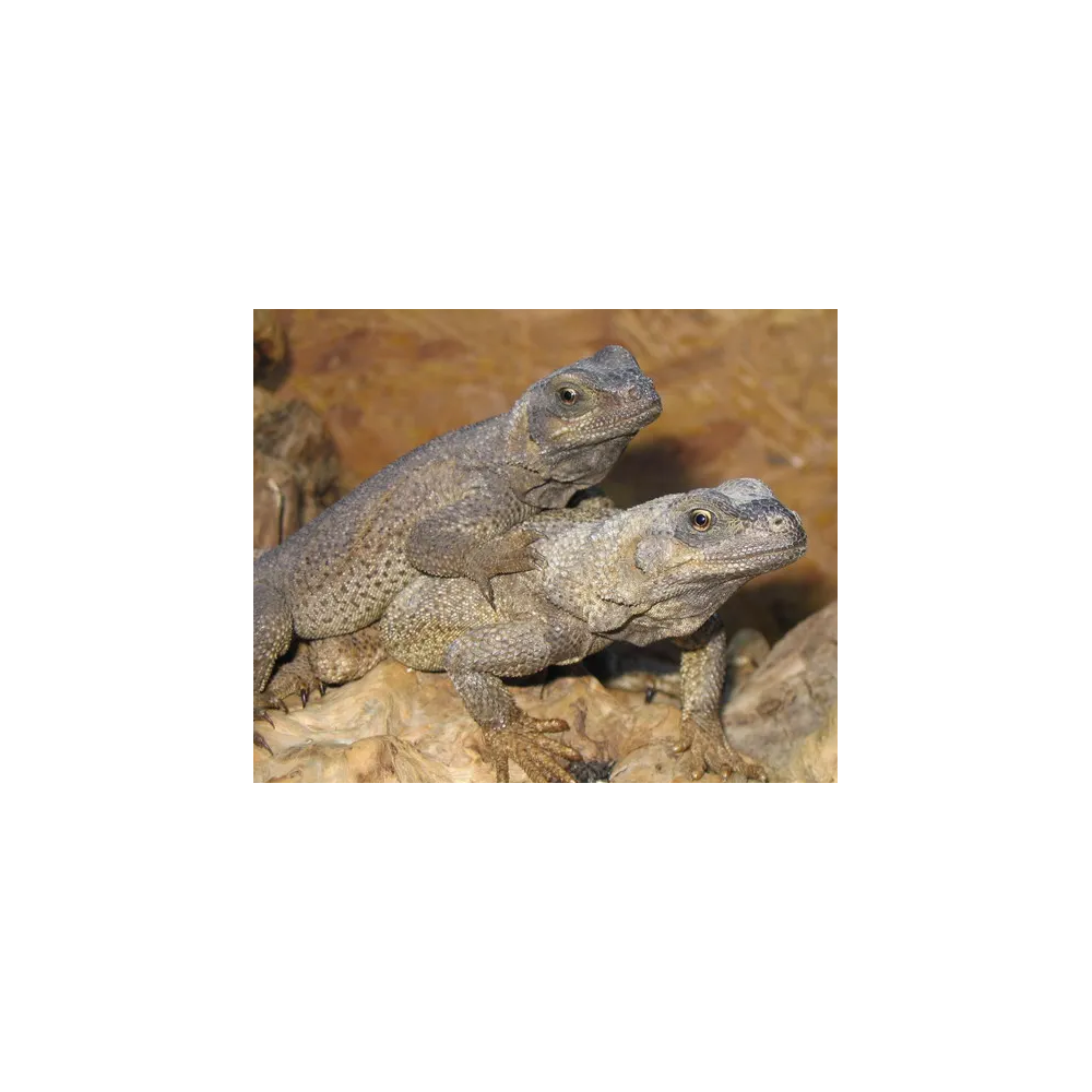 Sauromalus hispidus (COUPLE) - Chuckwalla épineux
