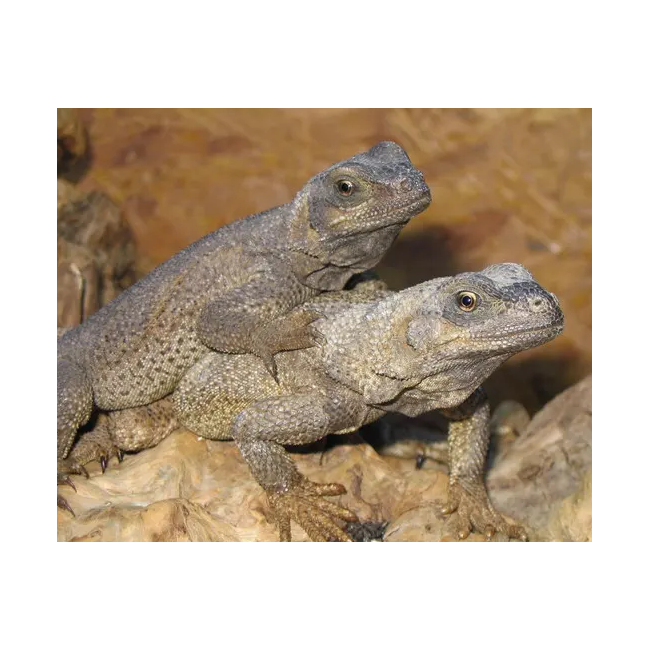 Sauromalus hispidus (COUPLE) - Chuckwalla épineux