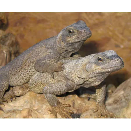 Sauromalus hispidus (COUPLE) - Chuckwalla épineux