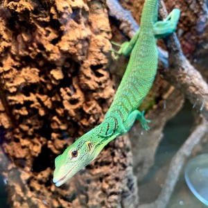 Varanus prasinus "Sorong" -...