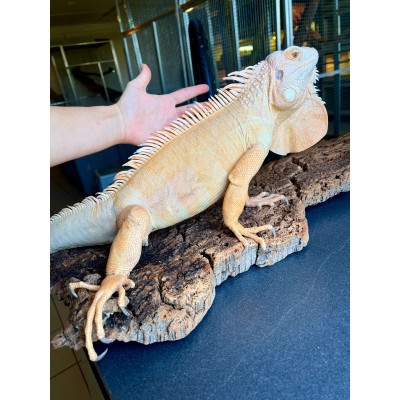 Iguana iguana - Mâle adulte nommé Citrus - Iguane vert
