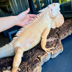 Iguana iguana - Mâle adulte...