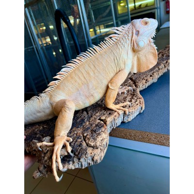 Iguana iguana - Mâle adulte nommé Citrus - Iguane vert