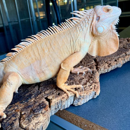 Iguana iguana - Mâle adulte nommé Citrus - Iguane vert