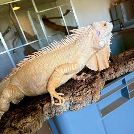 Iguana iguana - Mâle adulte nommé Citrus - Iguane vert