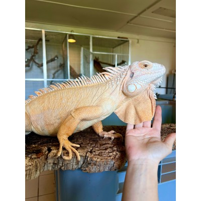 Iguana iguana - Mâle adulte nommé Citrus - Iguane vert