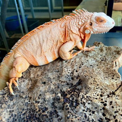 Iguana iguana - Femelle adulte nommé Lava - Iguane vert