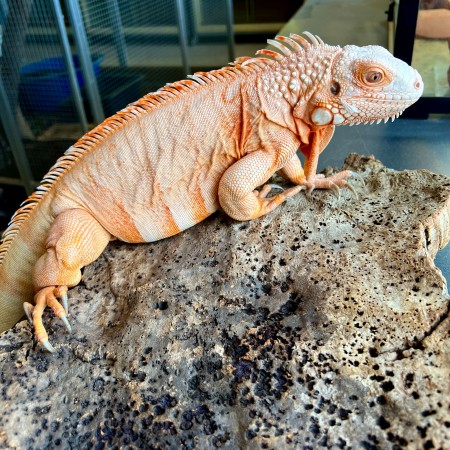 Iguana iguana - Femelle adulte nommé Lava - Iguane vert