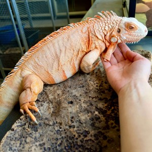 Iguana iguana - Femelle...