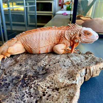 Iguana iguana - Femelle adulte nommé Lava - Iguane vert