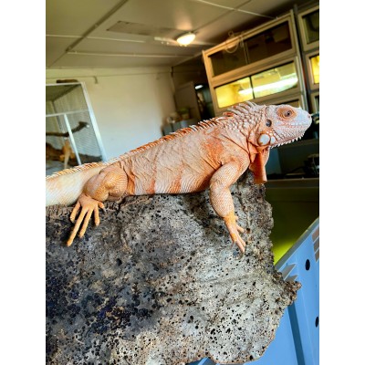 Iguana iguana - Femelle adulte nommé Lava - Iguane vert