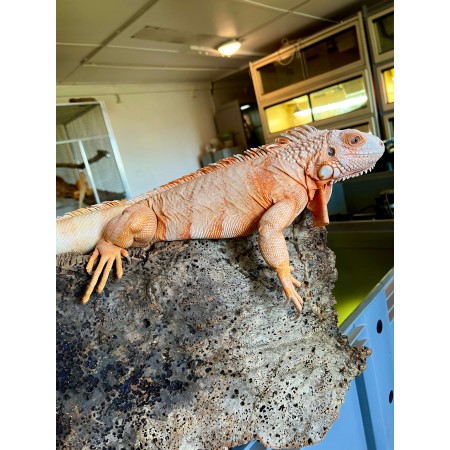 Iguana iguana - Femelle adulte nommé Lava - Iguane vert